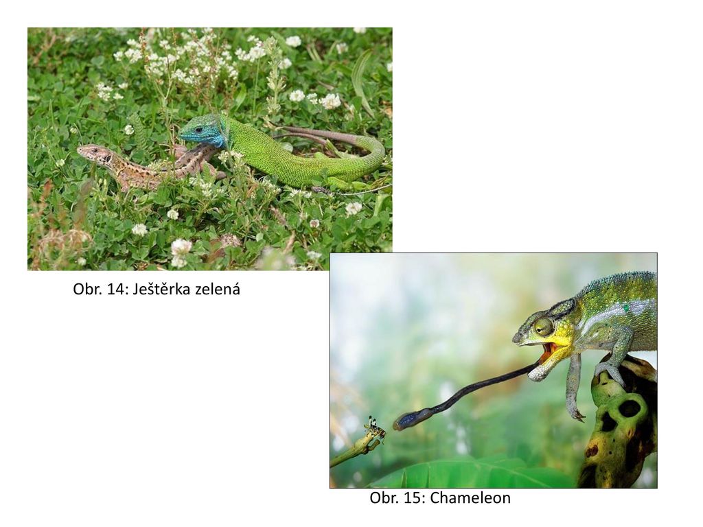 Obr. 14: Ještěrka zelená Obr. 15: Chameleon