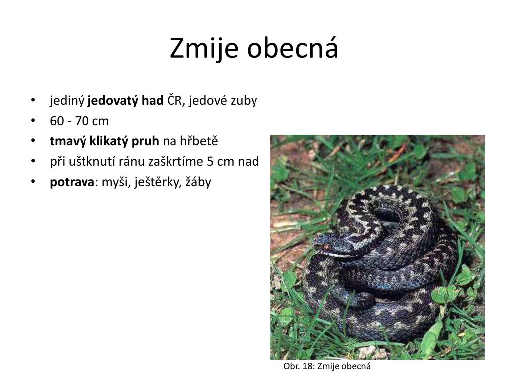 Zmije obecná jediný jedovatý had ČR, jedové zuby cm