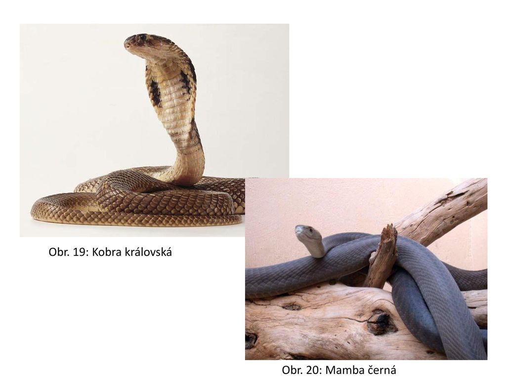 Obr. 19: Kobra královská Obr. 20: Mamba černá
