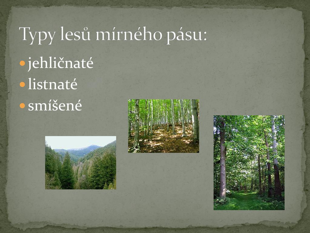 Typy lesů mírného pásu: