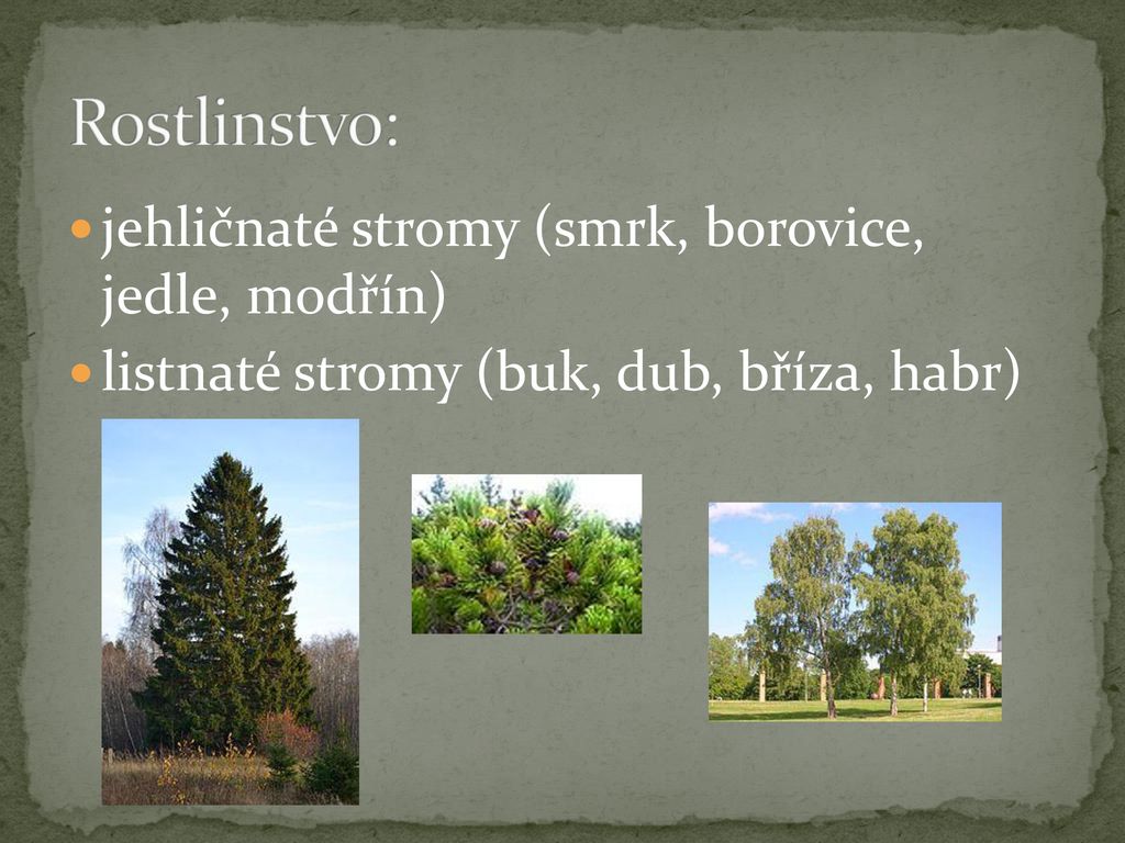 Rostlinstvo: jehličnaté stromy (smrk, borovice, jedle, modřín)