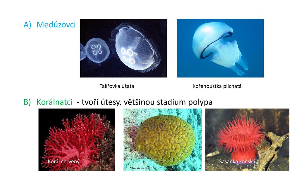 Korálnatci - tvoří útesy, většinou stadium polypa