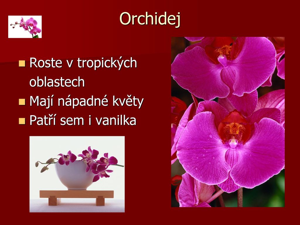Orchidej Roste v tropických oblastech Mají nápadné květy