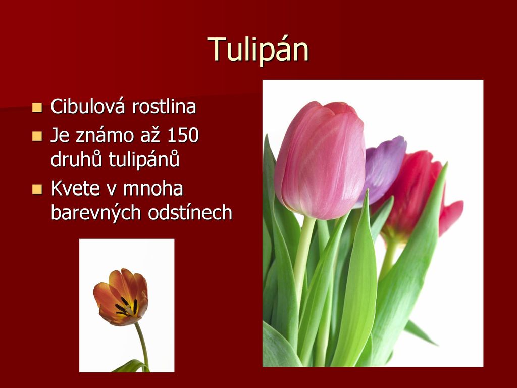 Tulipán Cibulová rostlina Je známo až 150 druhů tulipánů