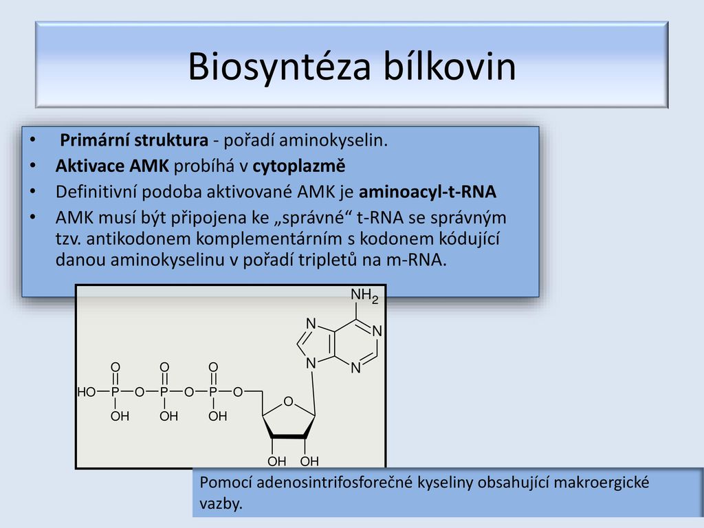 Jak probíhá syntéza bílkovin?