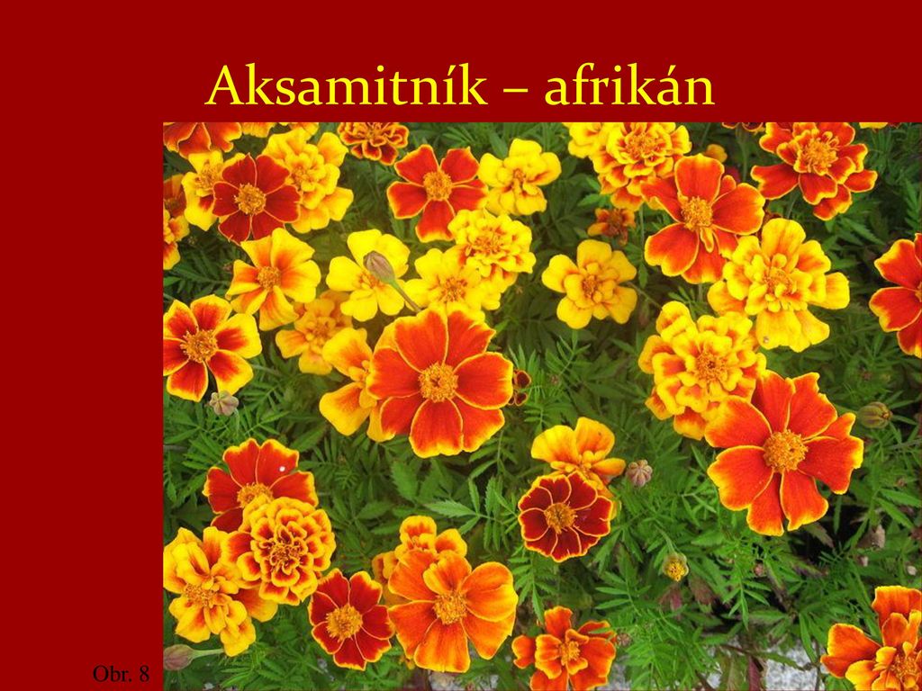 Aksamitník – afrikán Obr. 8