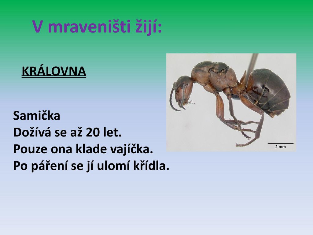 V mraveništi žijí: KRÁLOVNA Samička Dožívá se až 20 let.