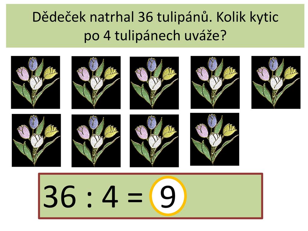 Dědeček natrhal 36 tulipánů. Kolik kytic po 4 tulipánech uváže