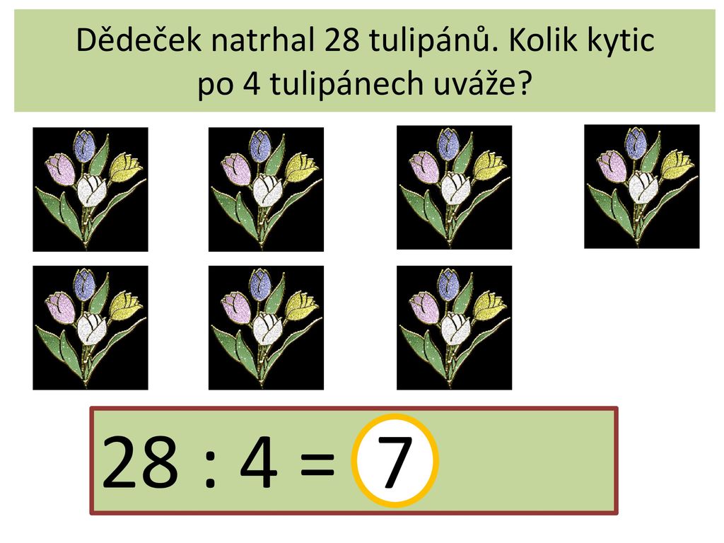 Dědeček natrhal 28 tulipánů. Kolik kytic po 4 tulipánech uváže