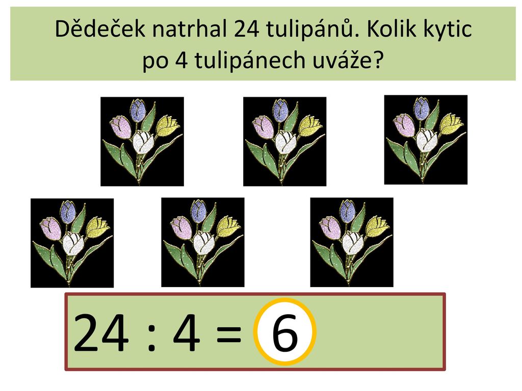 Dědeček natrhal 24 tulipánů. Kolik kytic po 4 tulipánech uváže