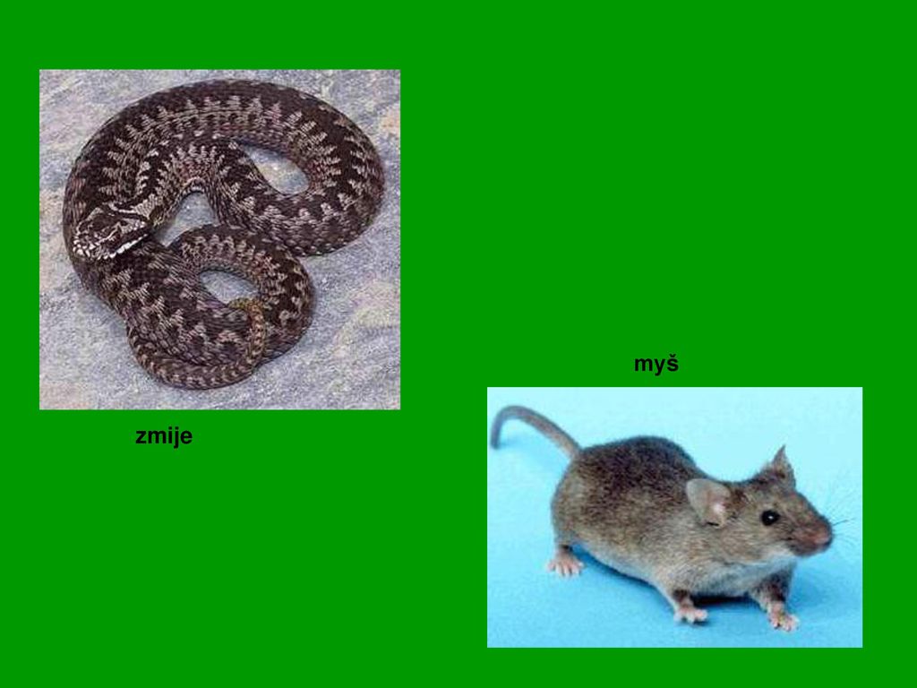 myš zmije
