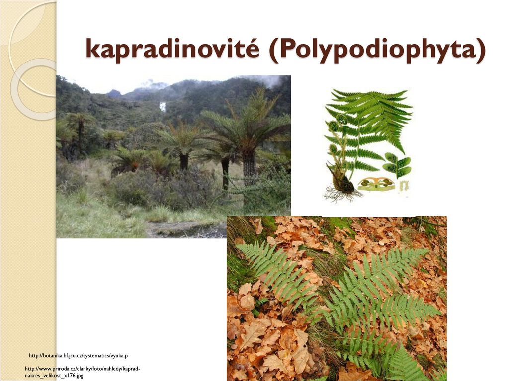 kapradinovité (Polypodiophyta)