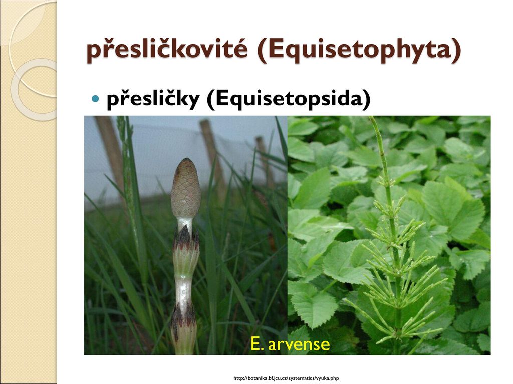 přesličkovité (Equisetophyta)