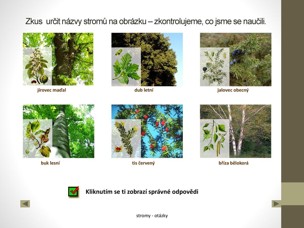 Zkus určit názvy stromů na obrázku – zkontrolujeme, co jsme se naučili.