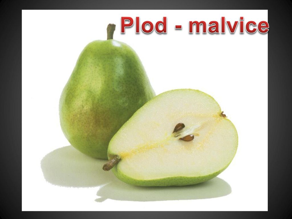 Plod - malvice