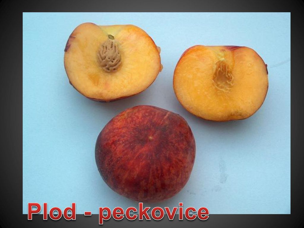 Plod - peckovice