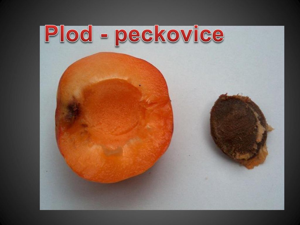 Plod - peckovice