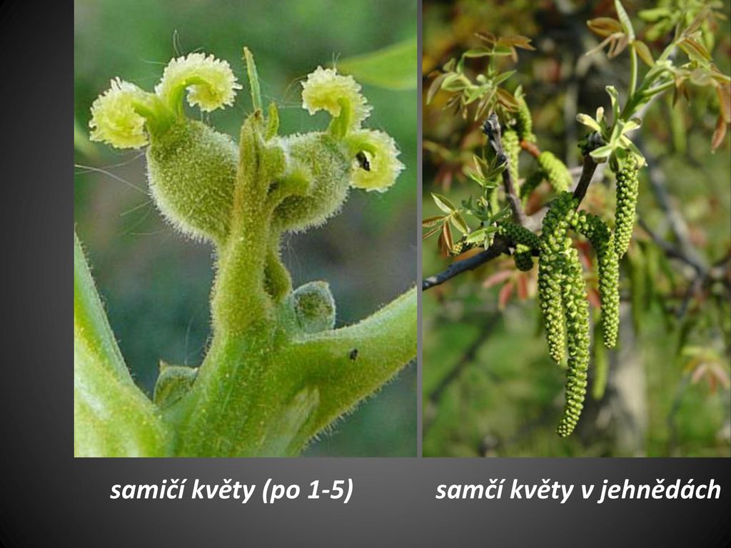 samičí květy (po 1-5) samčí květy v jehnědách