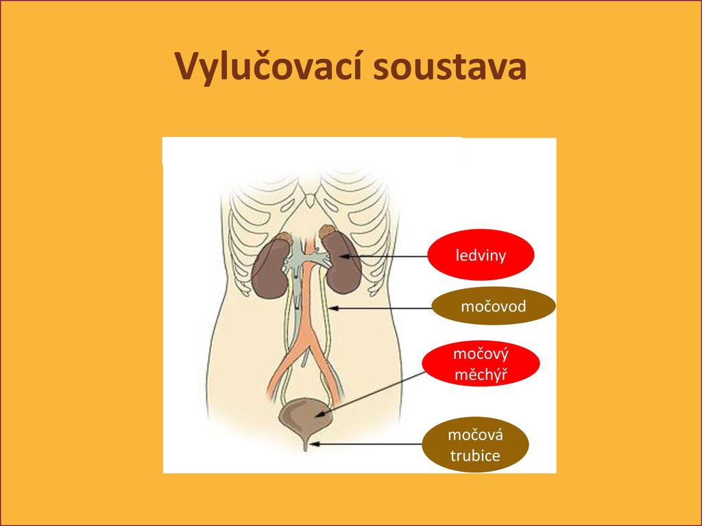 Vylučovací soustava ledviny močovod močový měchýř močová trubice