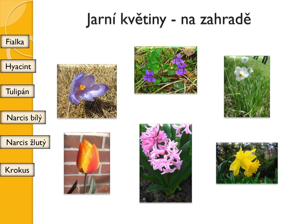Jarní květiny - na zahradě