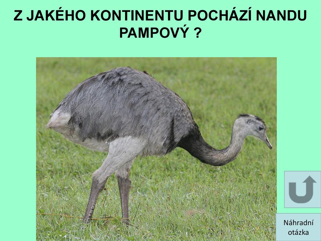 Z jakého kontinentu pochází pštros?