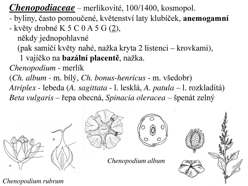 Caryophyllidae Dreviny Casteji Byliny Listy Jednoduche Neclenene Ppt Stahnout