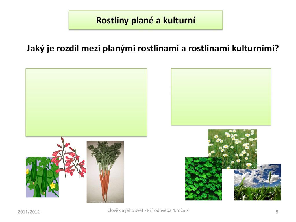 Rostliny plané a kulturní