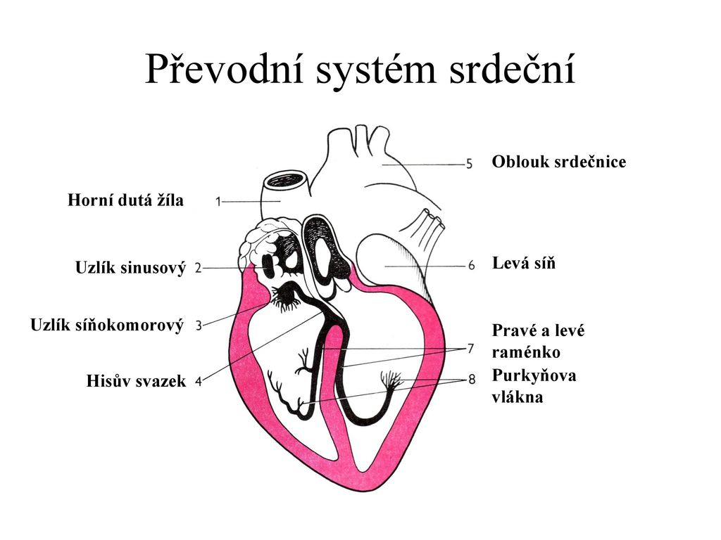 Převodní systém srdeční