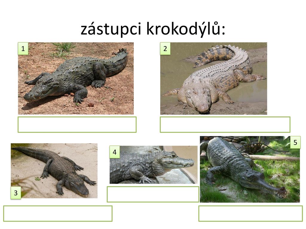 zástupci krokodýlů: