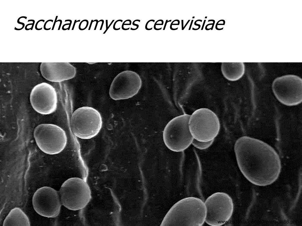 Saccharomyces cerevisiae что это