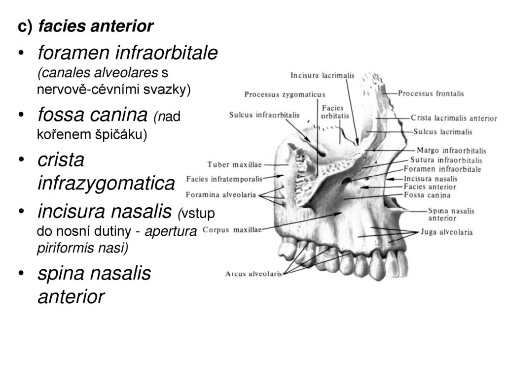 Гребень латынь. Верхняя челюсть анатомия строение. Canalis infraorbitalis Maxillae. Верхняя челюсть анатомия на латыни. Верхняя челюсть sulcus LACRIMALIS.