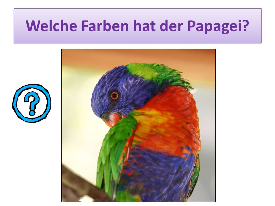 Welche Farben hat der Papagei