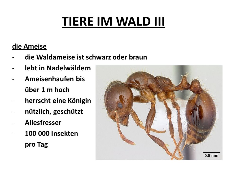 TIERE IM WALD III die Ameise die Waldameise ist schwarz oder braun