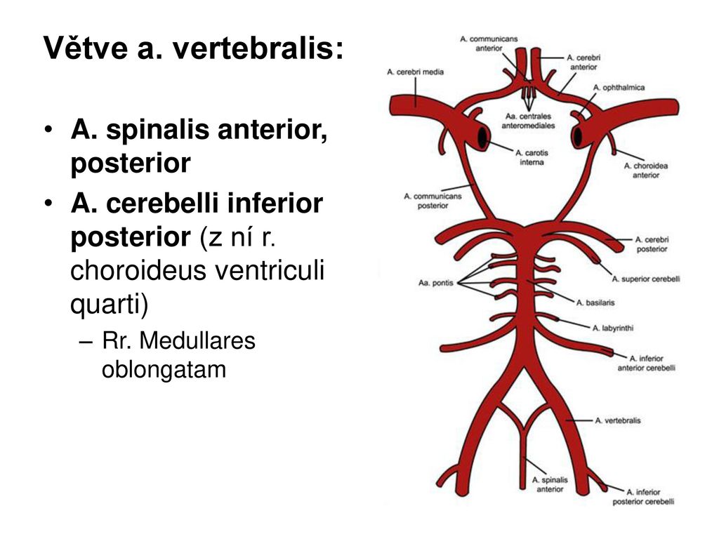 Позвоночная артерия является ветвью. Артерия spinalis posterior. A spinalis anterior. Передняя спинномозговая артерия, a. spinalis anterior,. Артерия vertebralis.