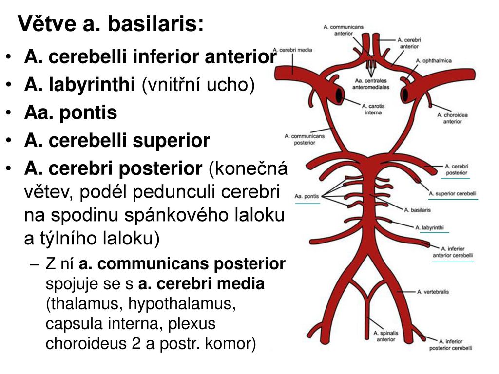 Inferior перевод. Базилярная артерия - arteria basilaris. Arteria Cerebri anterior анатомия. Arteria basilaris анатомия. Ветви базилярной артерии анатомия.