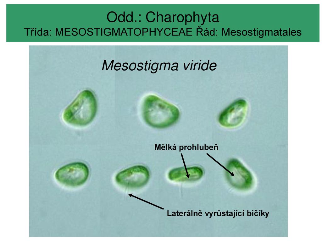 MODULARIZACE VÝUKY EVOLUČNÍ A EKOLOGICKÉ BIOLOGIE - ppt stáhnout