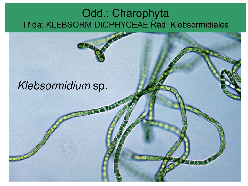 MODULARIZACE VÝUKY EVOLUČNÍ A EKOLOGICKÉ BIOLOGIE - ppt stáhnout