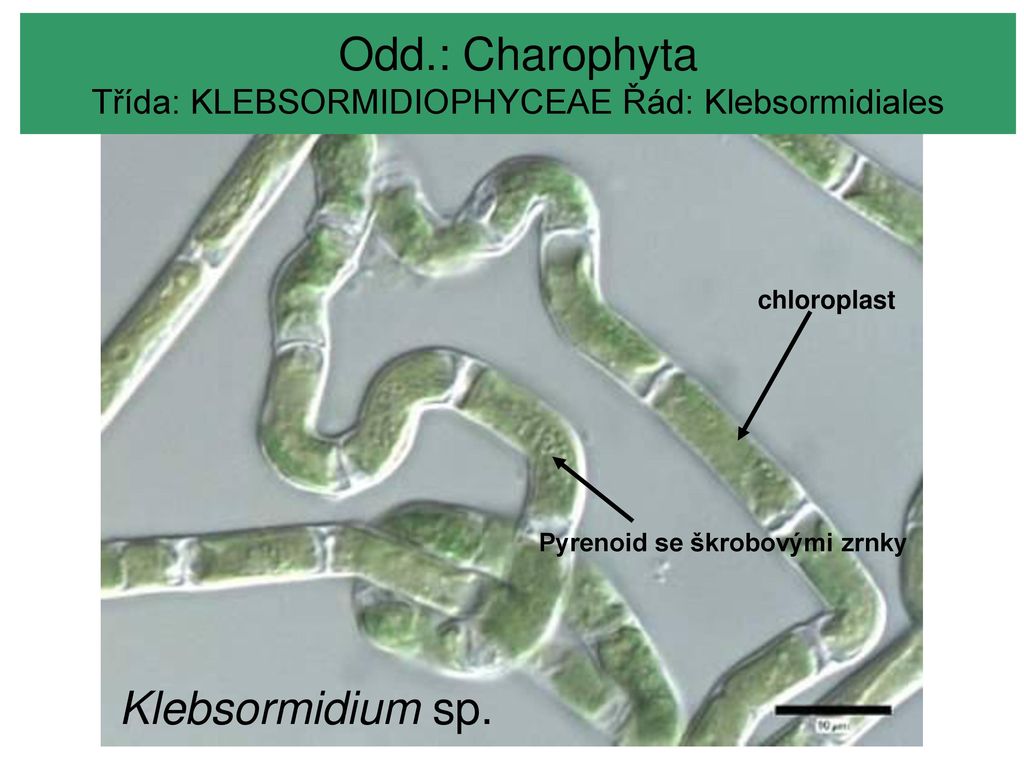 MODULARIZACE VÝUKY EVOLUČNÍ A EKOLOGICKÉ BIOLOGIE - ppt stáhnout