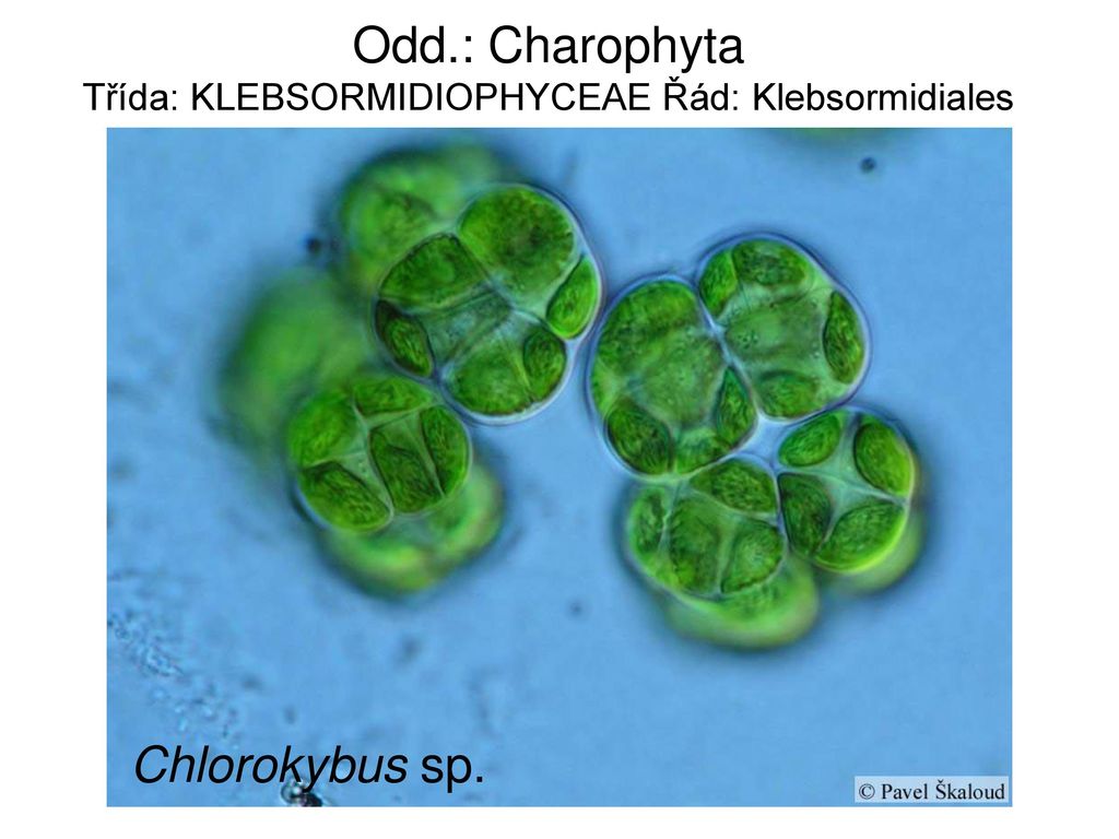 MODULARIZACE VÝUKY EVOLUČNÍ A EKOLOGICKÉ BIOLOGIE - ppt stáhnout