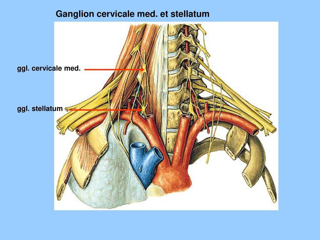 Musculus Longus Colli