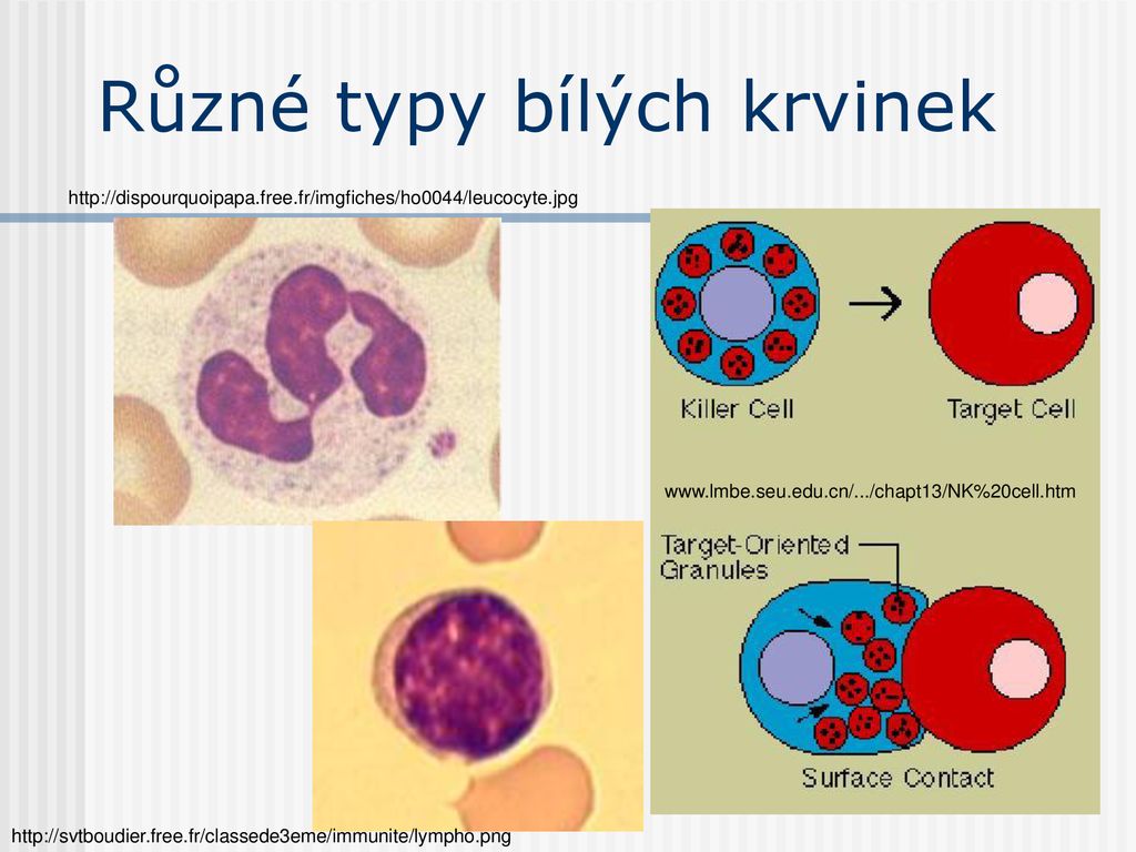 Lékařská Orální Mikrobiologie I (ZLLM0421p) - Ppt Stáhnout