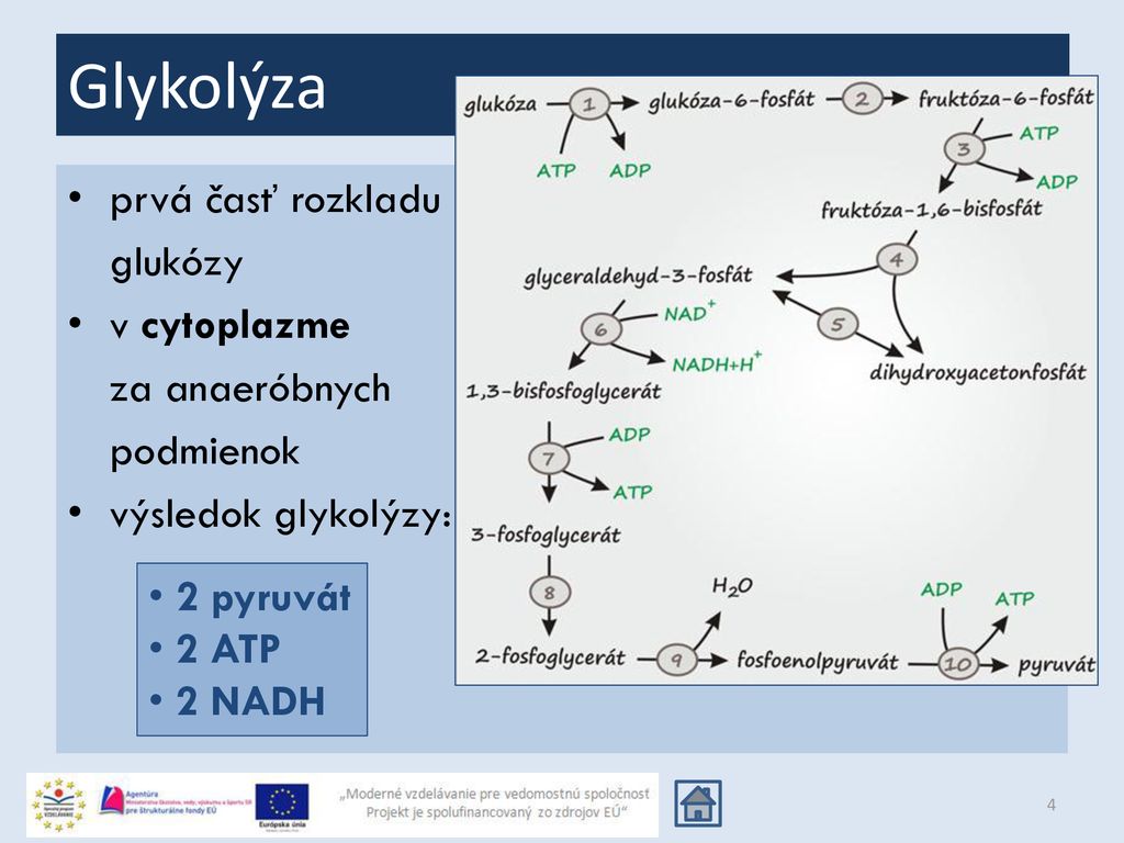 Glykolýza prvá časť rozkladu glukózy v cytoplazme za anaeróbnych