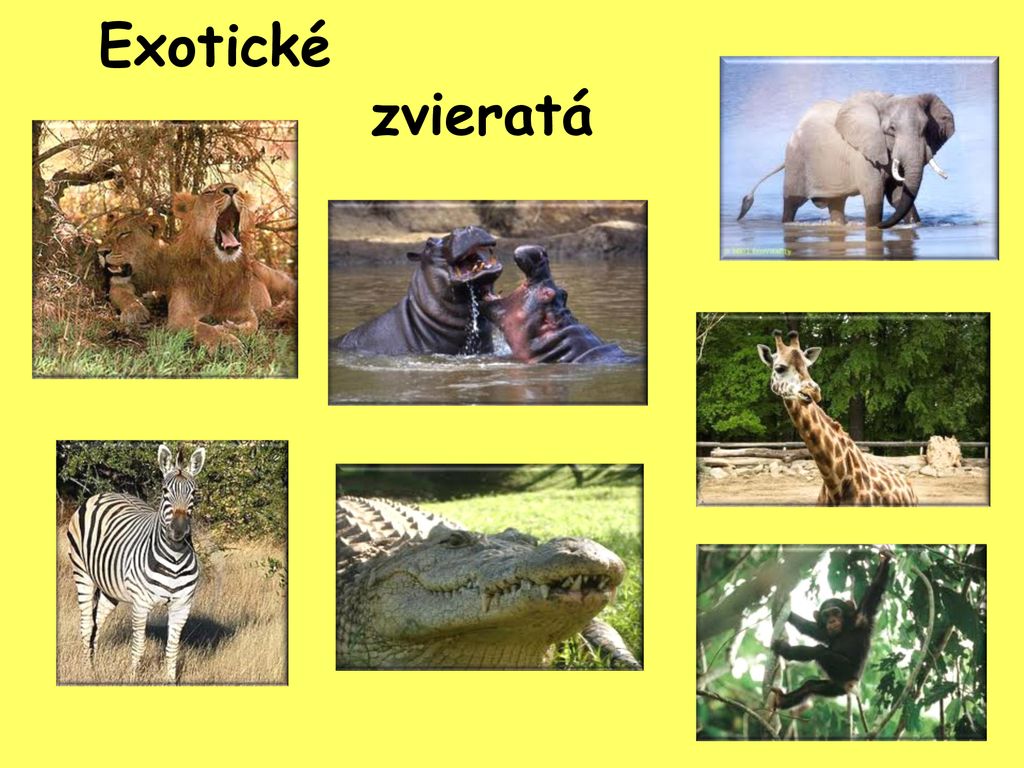 Exotické zvieratá