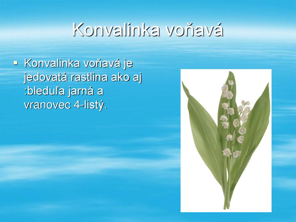 Konvalinka voňavá Konvalinka voňavá je jedovatá rastlina ako aj :bleduľa jarná a vranovec 4-listý.
