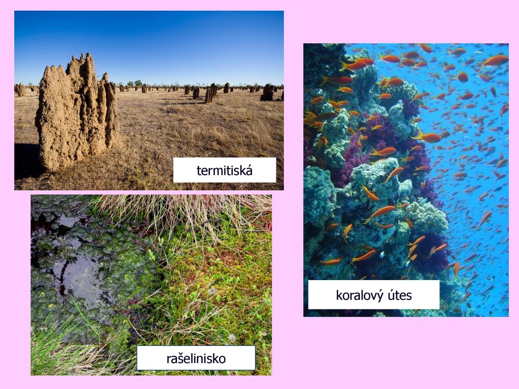 termitiská koralový útes rašelinisko