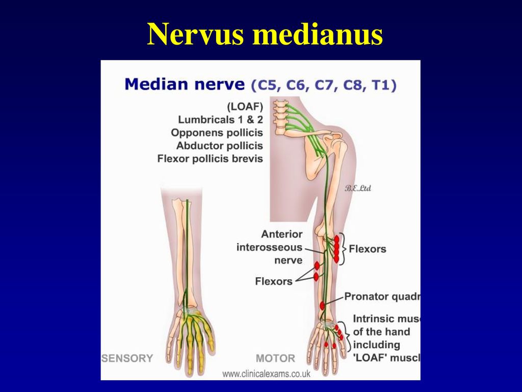 Nervus medianus