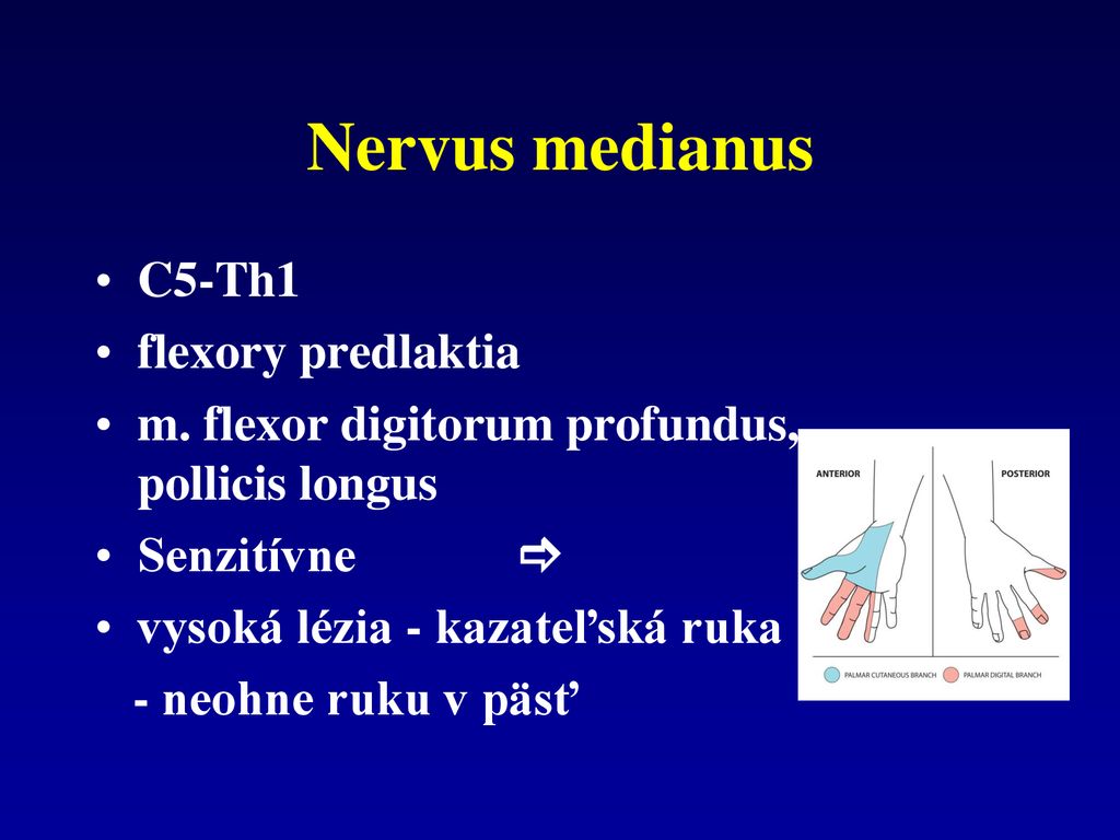 Nervus medianus C5-Th1 flexory predlaktia