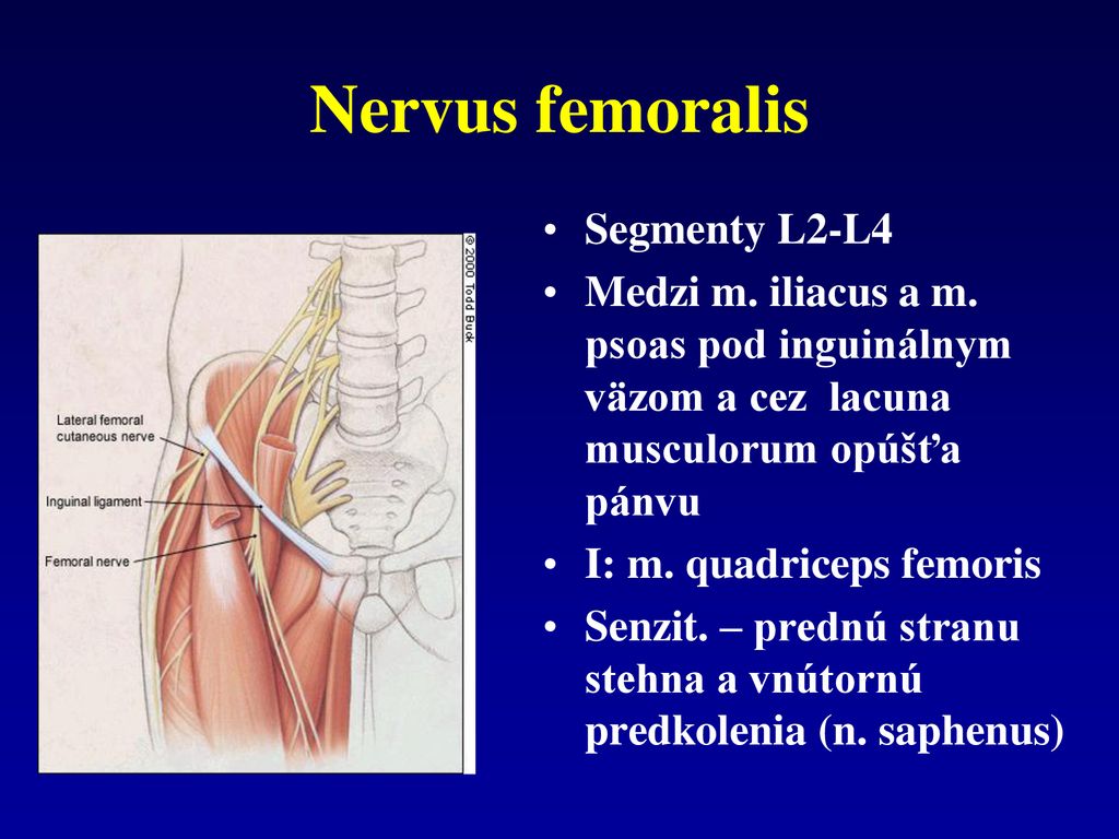 Nervus femoralis Segmenty L2-L4