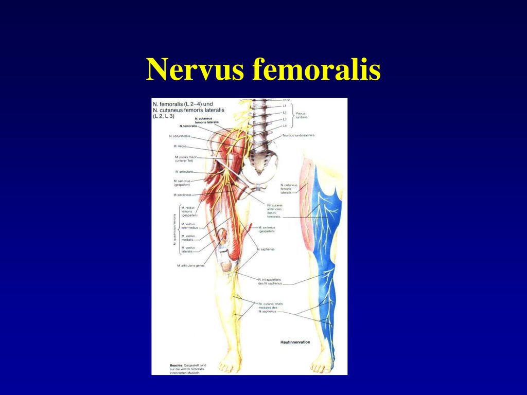 Nervus femoralis