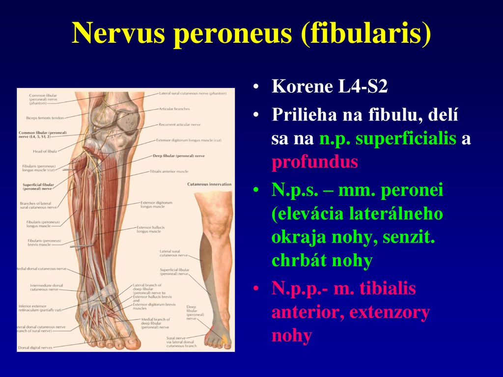 Nervus peroneus (fibularis)